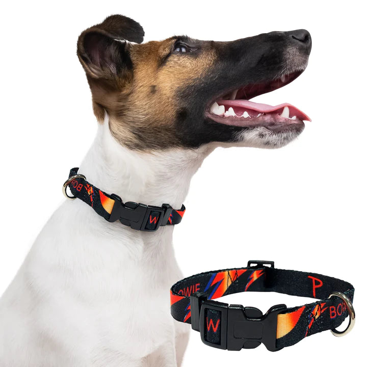 Davie Bowie Dog Collar
