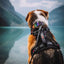 SMELLY DOGZ NO PULL HARNESS