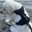 SMELLY DOGZ NO PULL HARNESS