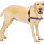 PETSAFE 3 IN 1 HARNESS (no leash included)