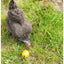 Chicken Fun Toy