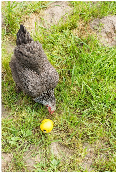 Chicken Fun Toy