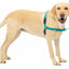 PETSAFE 3 IN 1 HARNESS (no leash included)