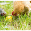Chicken Fun Toy
