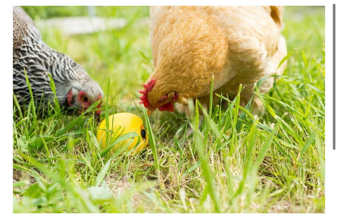 Chicken Fun Toy