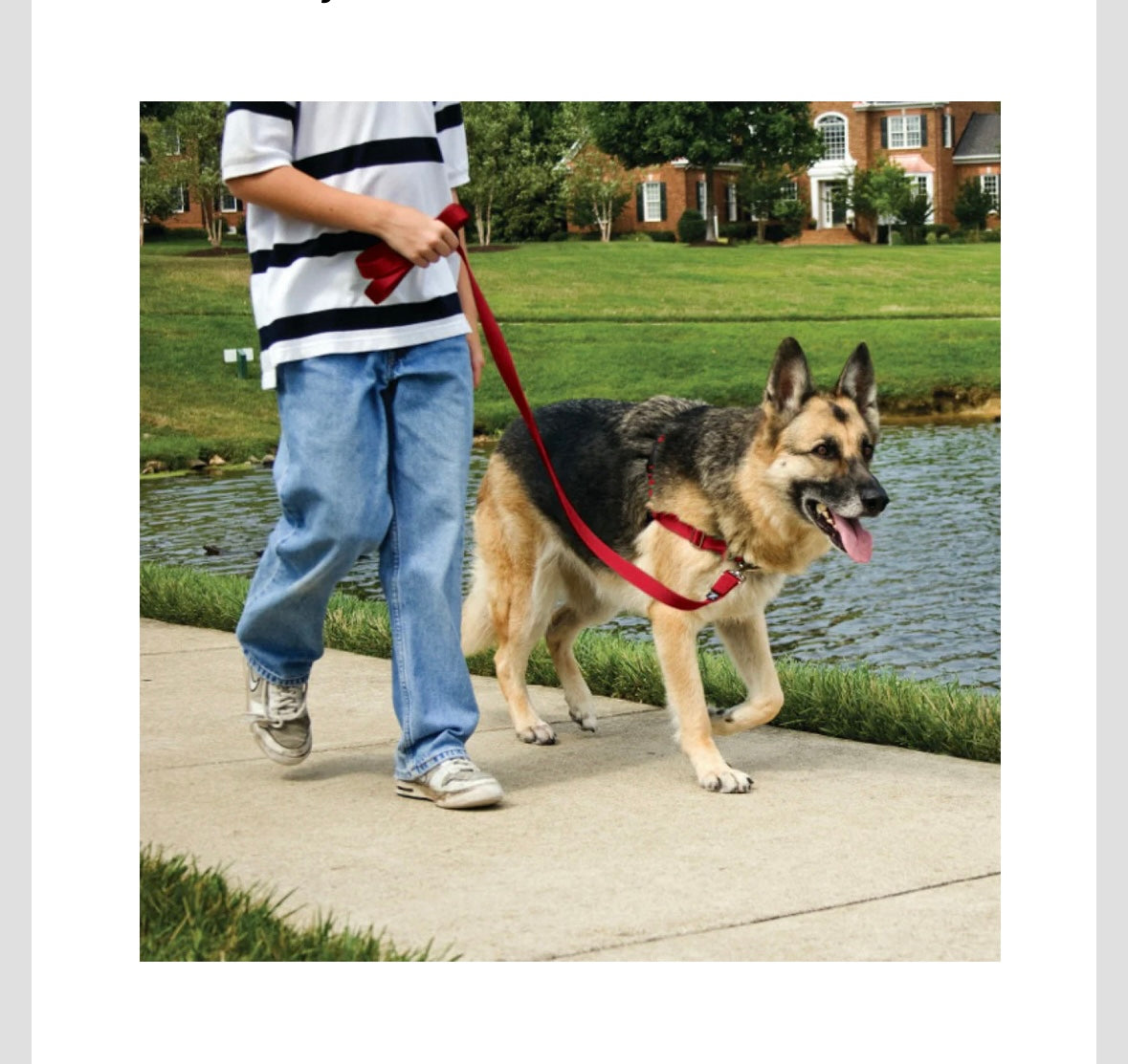 EASY WALK HARNESS (with leash)