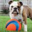 Chuckit Kick Fetch - Large 00195