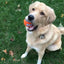ChuckIt Tennis Ball 2-PK MED